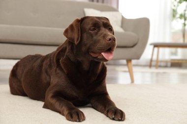 Çikolata labrador retriever kapalı yerde yatan