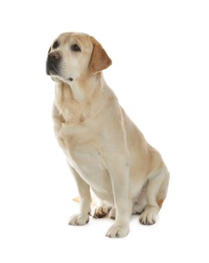 Beyaz arka planda oturan sarı labrador Retriever