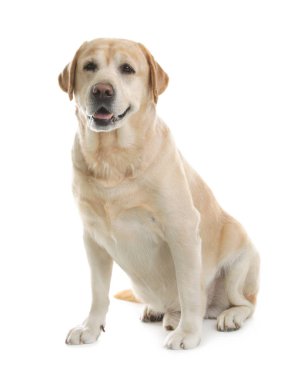 Beyaz arka planda oturan sarı labrador Retriever