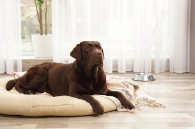 Evcil hayvan yastık kapalı çikolata labrador retriever
