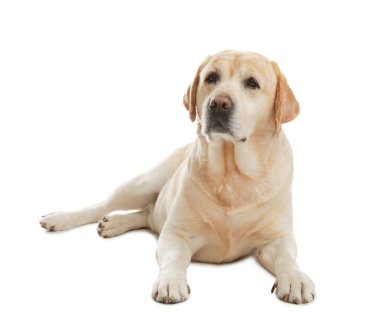 Sarı labrador Retriever beyaz arka planda yatıyor