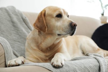 Sarı labrador Retriever, rahat koltukta, kapalı bir yerde.