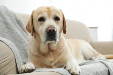 Sarı labrador Retriever, rahat koltukta, kapalı bir yerde.