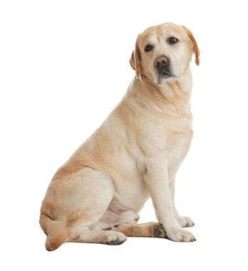 Beyaz arka planda oturan sarı labrador Retriever