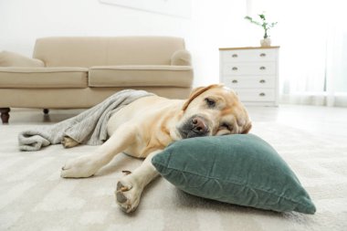 Sarı labrador retriever yastık kapalı yerde yatan ile