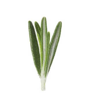 Beyaz arka planda taze yeşil biberiye yaprakları