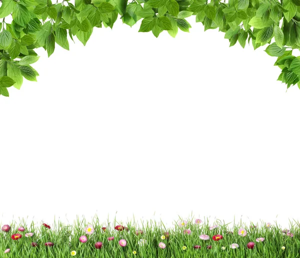 Frisches grünes Gras mit Blumen und Blättern auf weißem Hintergrund — Stockfoto