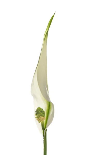 Květina mírového lilie izolovaná na bílém — Stock fotografie