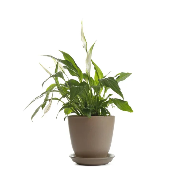 Peace Lily i potten isolerad på vitt — Stockfoto