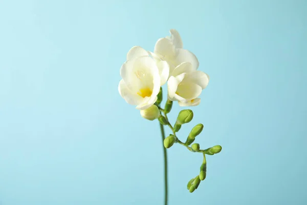 Mooie Freesia met geurige bloemen op kleur achtergrond — Stockfoto