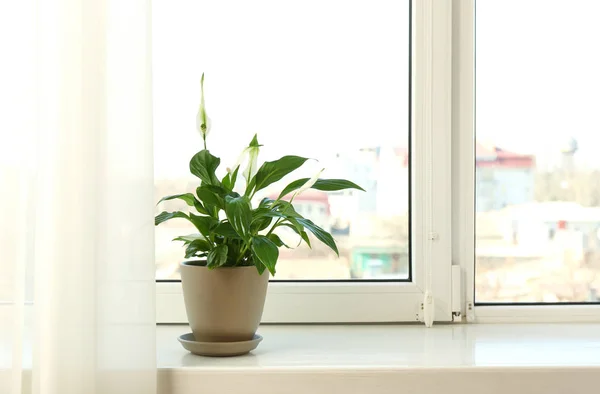 Bella pace giglio piantare in vaso sul davanzale della finestra a casa, spazio per il testo — Foto Stock