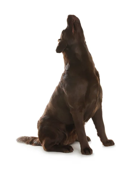 Choklad Labrador Retriever ylande på vit bakgrund — Stockfoto