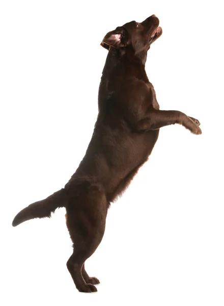 Choklad Labrador Retriever hoppar på vit bakgrund — Stockfoto