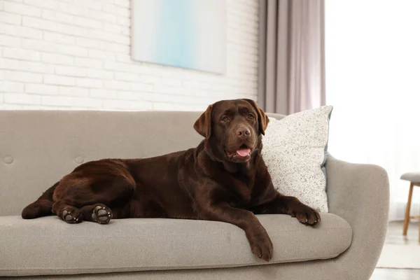 Chocolate labrador retriever en acogedor sofá interior — Foto de Stock