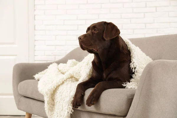 Czekolada Labrador Retriever pokryte Plaid na przytulnej kanapie w pomieszczeniu — Zdjęcie stockowe