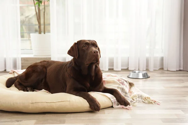 Chocolate labrador retriever en almohada para mascotas en interiores — Foto de Stock