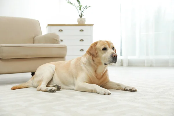 Żółty labrador retriever leżący na podłodze w pomieszczeniach — Zdjęcie stockowe