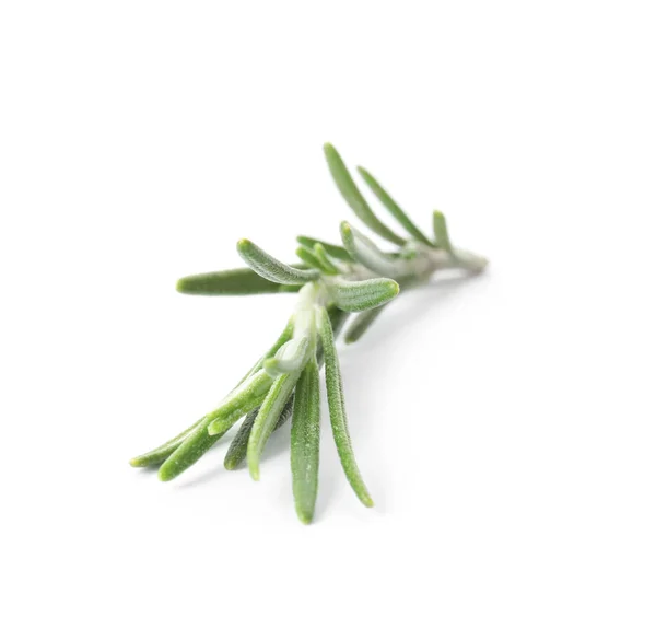 Świeży zielony rozmaryn gałązka na białym tle — Zdjęcie stockowe
