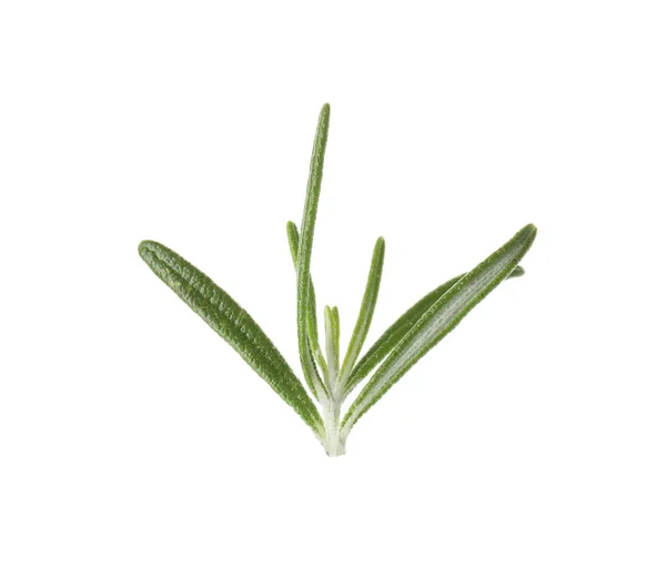 Свежие зеленые листья розмарина на белом фоне — стоковое фото
