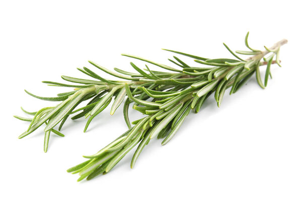 Fresh green rosemary twigs on white background