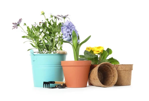 Florescimento em vaso flores e equipamentos de jardinagem no fundo branco — Fotografia de Stock