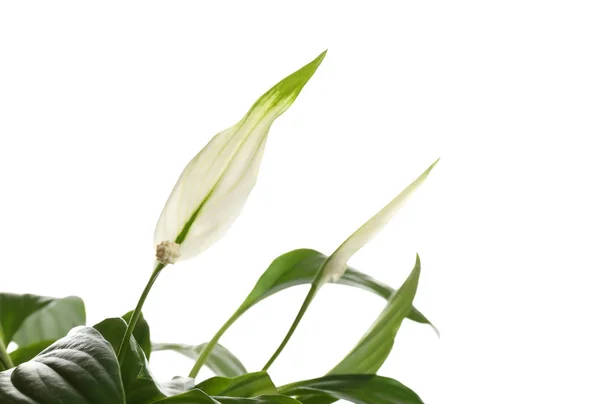 Flower and leaves of peace lily isolated on white Royalty Free Stock Photos