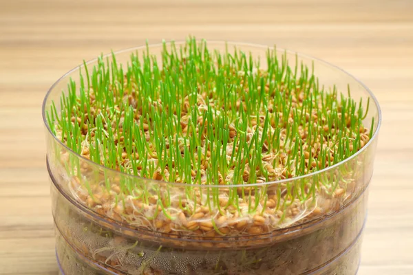 Fresh wheat grass in sprouter on table, closeup Royalty Free Stock Photos