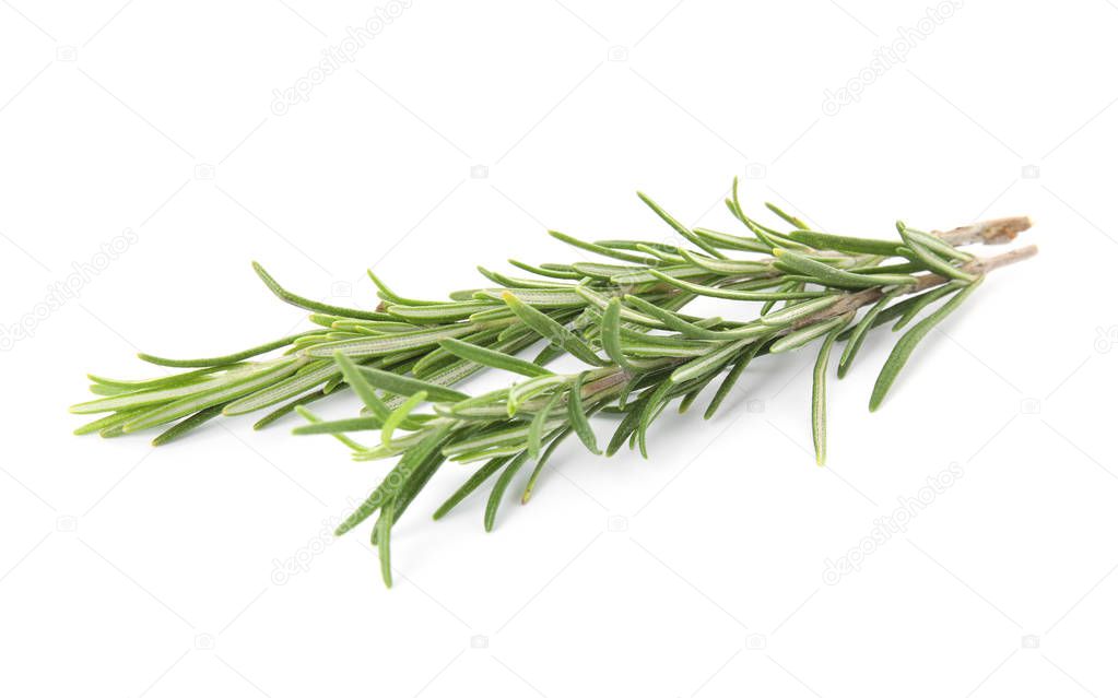 Fresh green rosemary twigs on white background