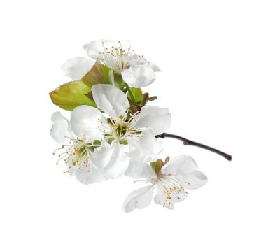 Güzel taze bahar çiçekleri beyaz arka plan üzerinde