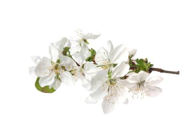 Güzel taze bahar çiçekleri beyaz arka plan üzerinde