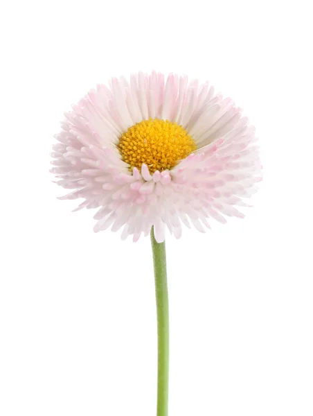 Όμορφη ανθισμένη Μαργαρίτα ενάντια στο λευκό φόντο. Λουλούδι άνοιξη — Φωτογραφία Αρχείου