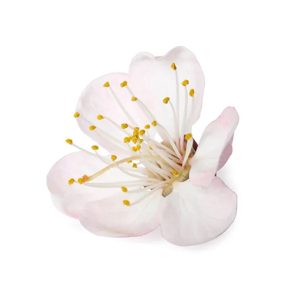Schöne Aprikosenblüte auf weißem Hintergrund. Frühling — Stockfoto