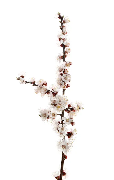 Mooie bloeiende abrikozen boomtak op witte achtergrond — Stockfoto