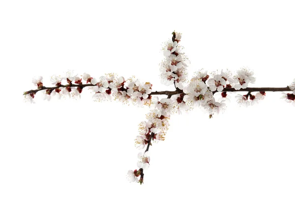 白い背景に美しい開花アプリコットの木の枝 — ストック写真