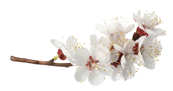 Ramo com belas flores frescas da primavera no fundo branco — Fotografia de Stock