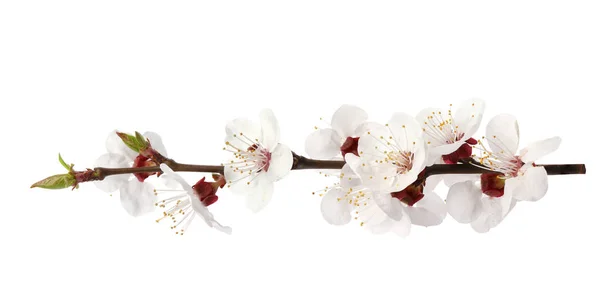Tak met mooie frisse lente bloemen op witte achtergrond — Stockfoto