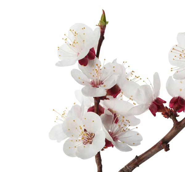 Schöne frische Frühlingsblumen auf weißem Hintergrund, Nahaufnahme — Stockfoto