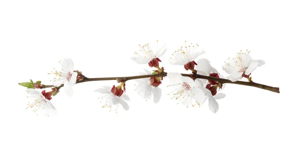 Ramo com belas flores frescas da primavera no fundo branco — Fotografia de Stock