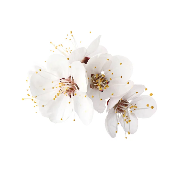 흰색 바탕에 아름 다운 신선한 봄 꽃 — 스톡 사진