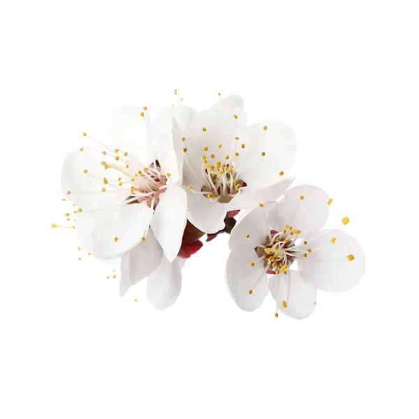 흰색 바탕에 아름 다운 신선한 봄 꽃 — 스톡 사진