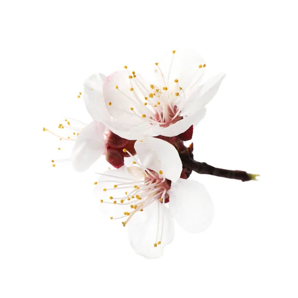 Schöne frische Frühlingsblumen auf weißem Hintergrund — Stockfoto