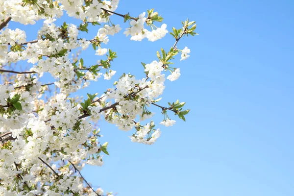 Closeup kilátás a virágzó Tavaszi fa kék eget a napsütéses napon. Szóköz a szöveghez — Stock Fotó