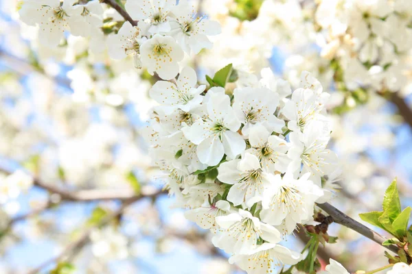 Napsütéses napon a virágzó Tavaszi fa closeup kilátás — Stock Fotó