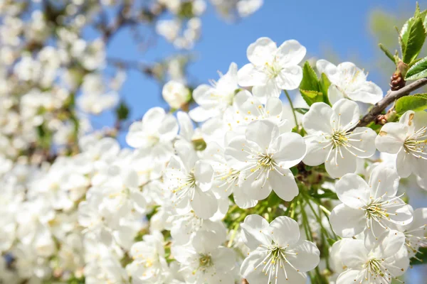 Vista de cerca del floreciente árbol de primavera en el día soleado —  Fotos de Stock