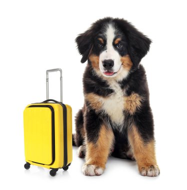 Beyaz arka planda sevimli küçük köpek turisti ve bavul.