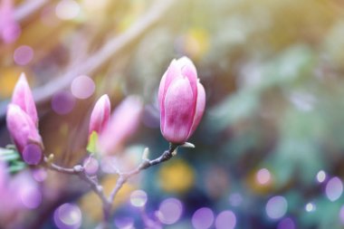 Bulanık arka plan karşı küçük ihale çiçekler ile güzel manolya ağacı. Müthiş bahar çiçeği 