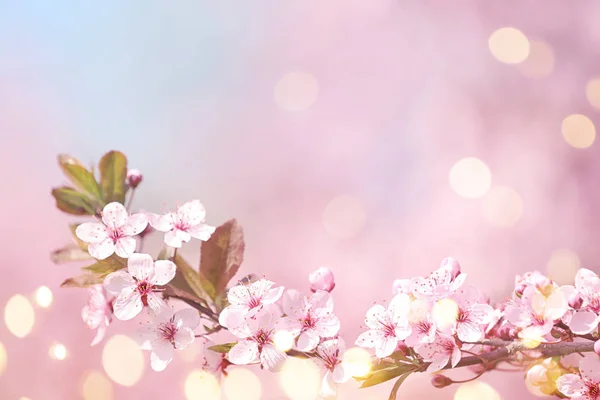 Ramo de árvore bonita com pequenas flores macias no dia ensolarado, espaço para texto. Flor de primavera impressionante — Fotografia de Stock