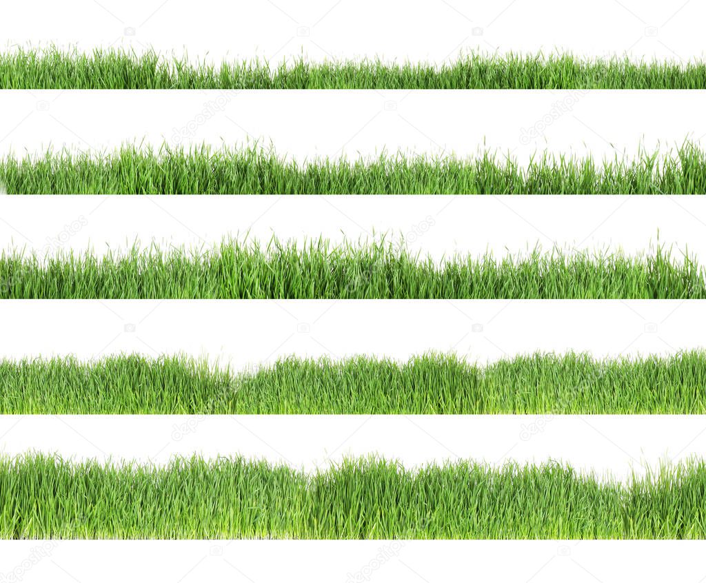 Set of fresh green grass on white background