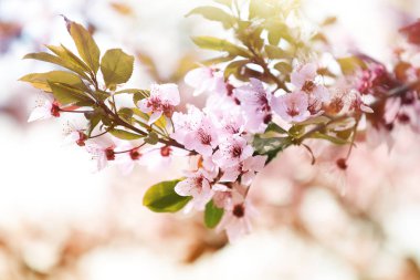Güneşli bir günde küçük ihale çiçekleri ile güzel ağaç dalları. Müthiş bahar çiçeği 