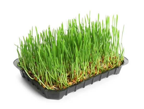 Container with sprouted wheat grass seeds on white background Stock Photo